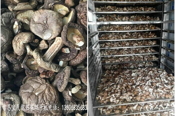 香菇烘干機香菇烘干機